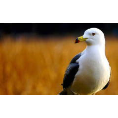 Sony SEL55210 – Zoom téléobjectif- Electroniger